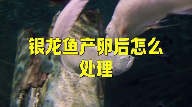 龍魚(yú)產(chǎn)卵后如何處理？