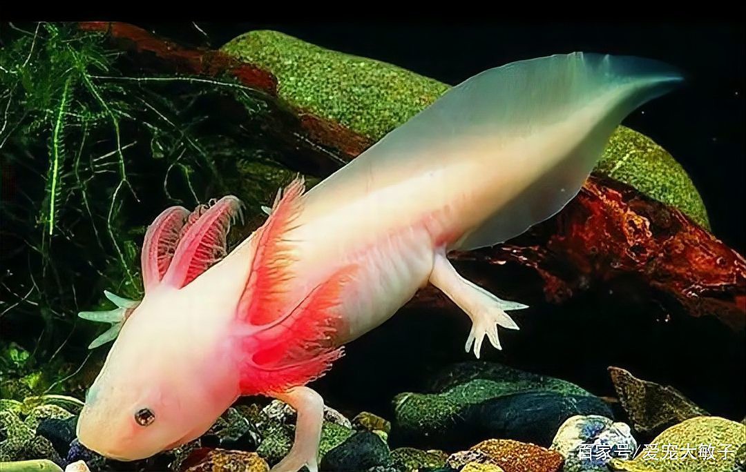 六角恐龍魚吃龜糧嗎