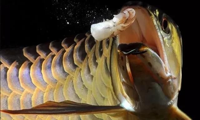 龍魚鰭恢復(fù)期間如何選擇餌料？