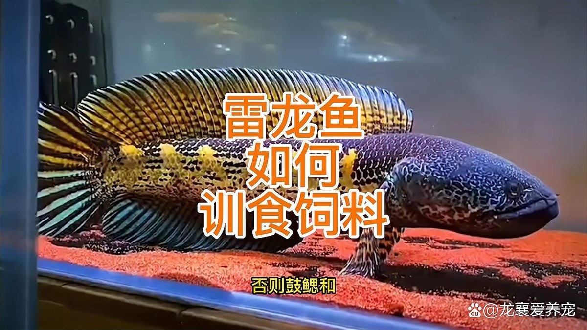 雷龍魚(yú)吃魚(yú)飼料嗎