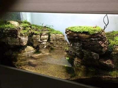 龍魚缸改水陸缸好嗎：龍魚缸如何改造成水陸缸 龍魚缸改水陸缸好嗎：龍魚缸如何改造成水陸缸 龍魚百科 第2張
