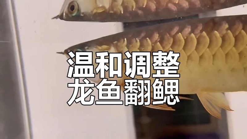 龍魚鰓蓋恢復(fù)期間可以投喂哪些食物？