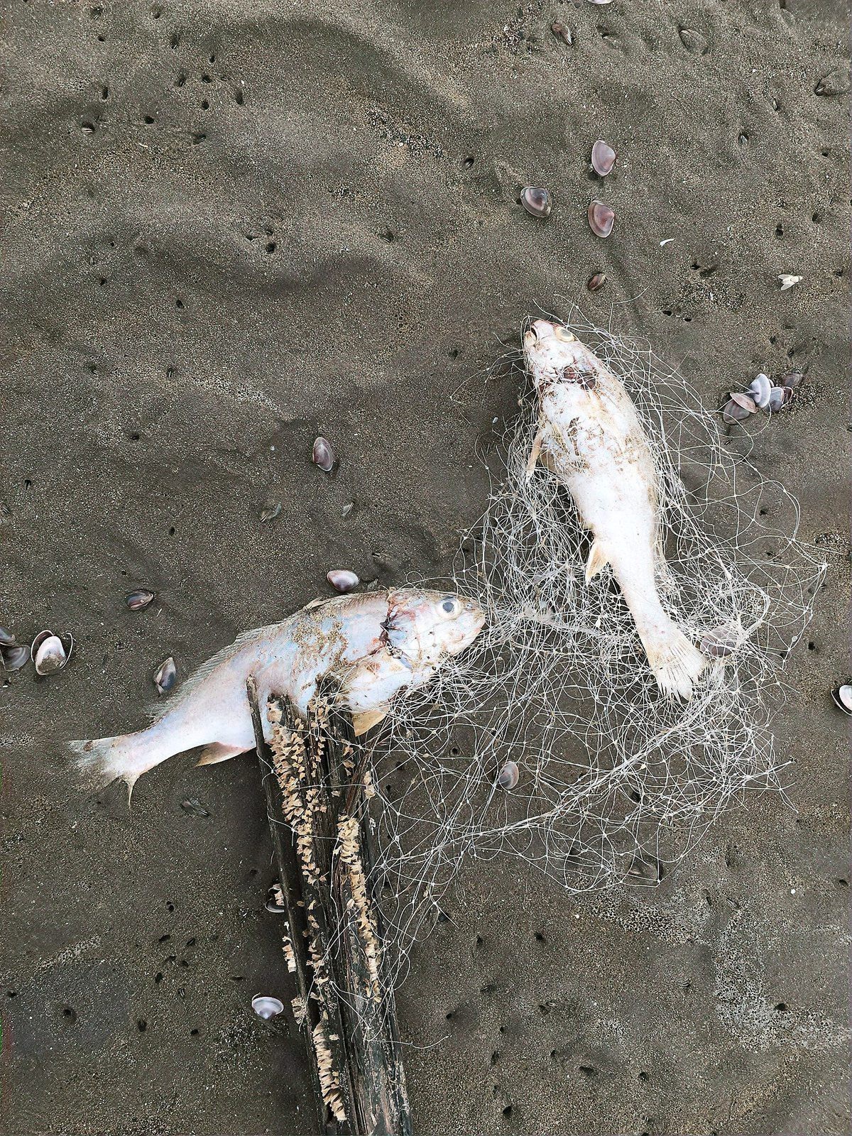 六角恐龍死后多久會浮到水面？