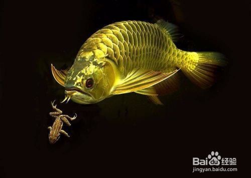如何改善龍魚的水質環境：改善龍魚的水質環境是確保其健康和長壽的關鍵