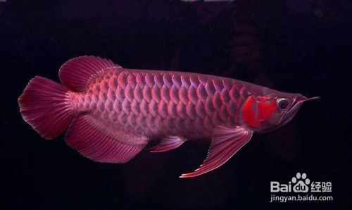 如何改善龍魚的水質環境：改善龍魚的水質環境是確保其健康和長壽的關鍵