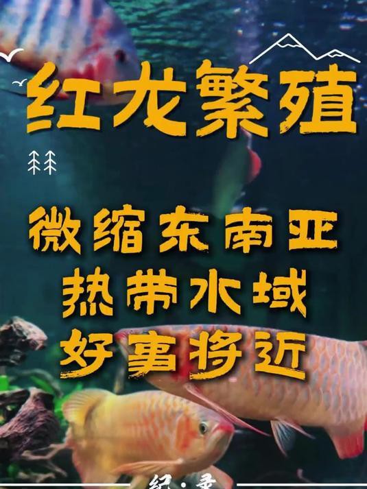 紅龍魚(yú)繁殖場(chǎng)哪家口碑最好？
