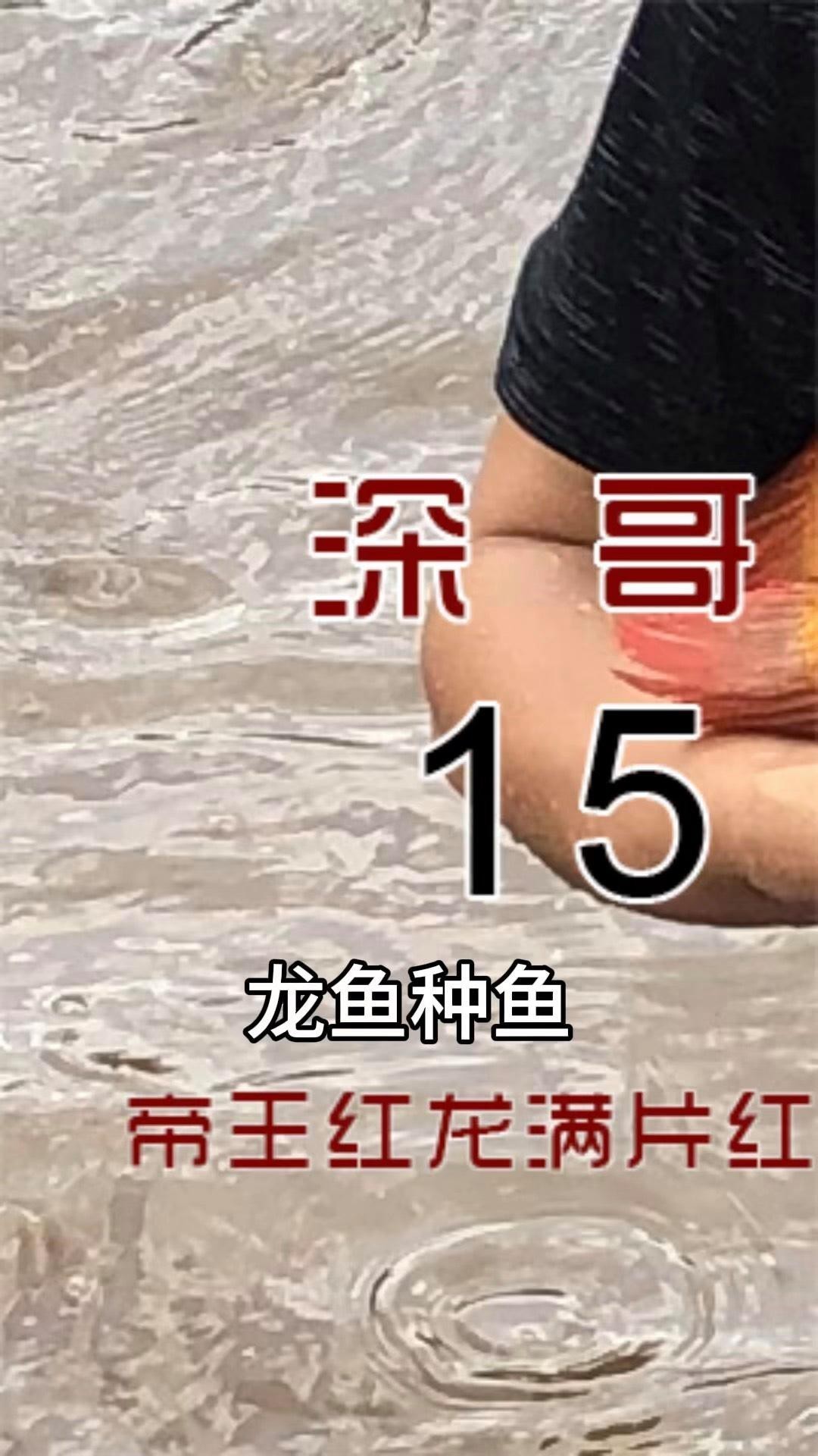 紅龍魚(yú)繁殖場(chǎng)哪家口碑最好？