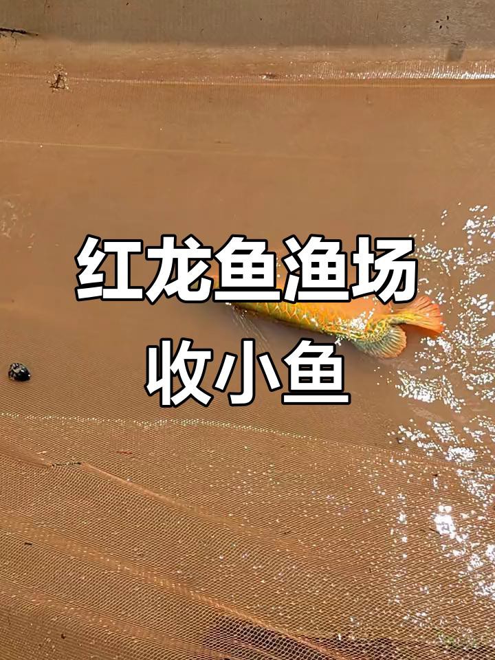 紅龍魚(yú)繁殖場(chǎng)哪家口碑最好？