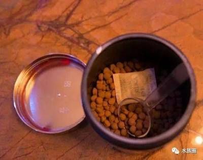 龍魚訓食顆粒飼料怎么喂