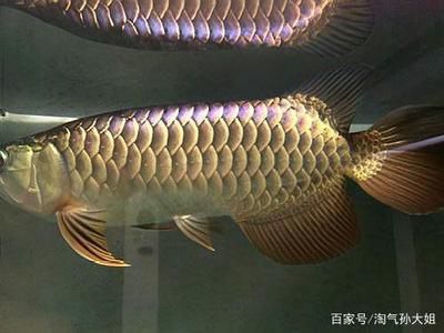 藍底金龍魚好還是金龍魚好養：藍底金龍魚和金龍魚哪個好養
