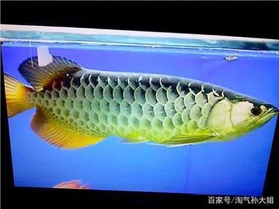 藍底金龍魚好還是金龍魚好養：藍底金龍魚和金龍魚哪個好養