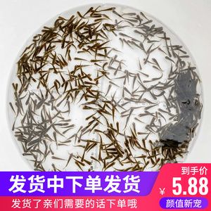 龍魚喂飼料好還是活食好一點：龍魚幼魚期活食喂養指南,成年龍魚飼料選擇技巧
