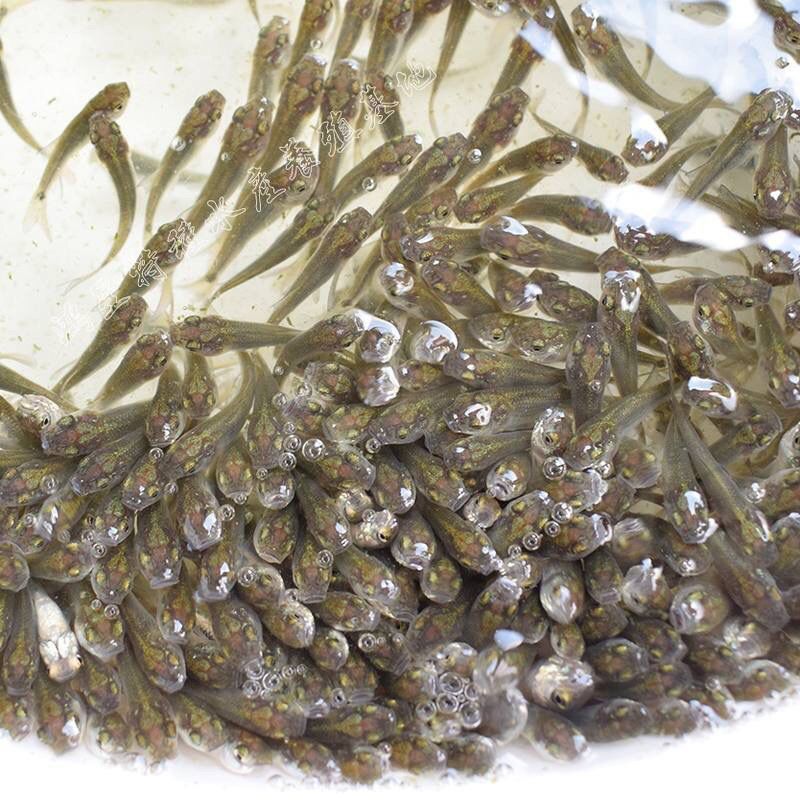 龍魚喂飼料好還是活食好一點：龍魚幼魚期活食喂養指南,成年龍魚飼料選擇技巧