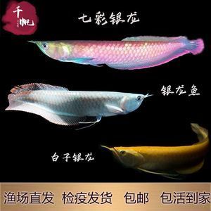 黃化銀龍魚是紅眼還是黑眼【黃化銀龍魚的眼睛顏色判斷標準】