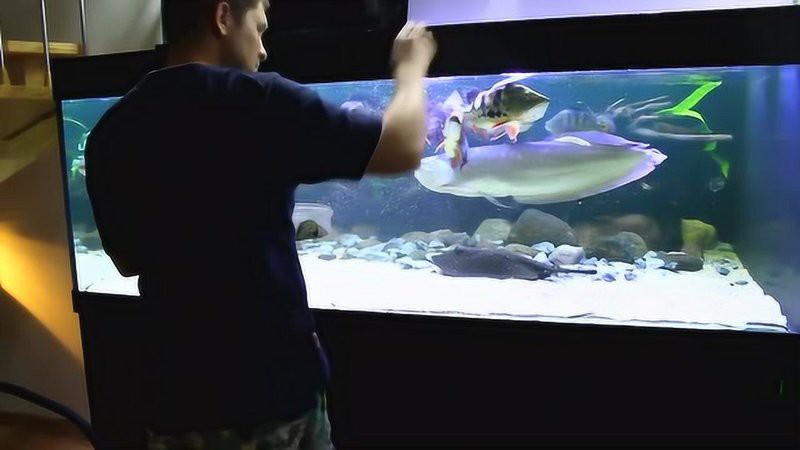 養銀龍魚要注意什么事項呢圖片視頻