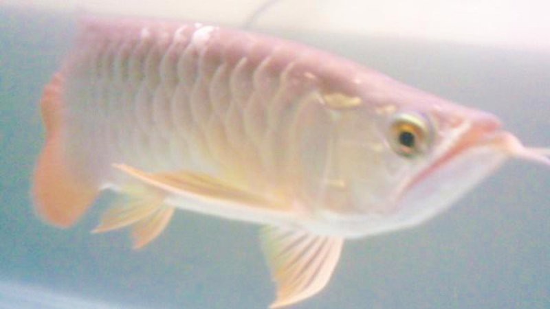 養銀龍魚要注意什么事項呢圖片視頻