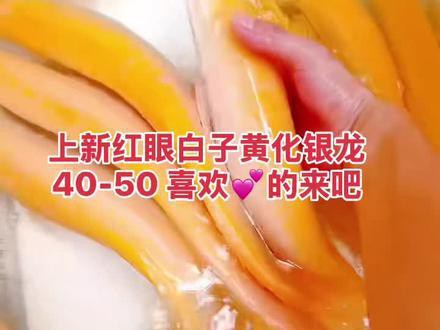 養銀龍魚要注意什么事項呢圖片視頻