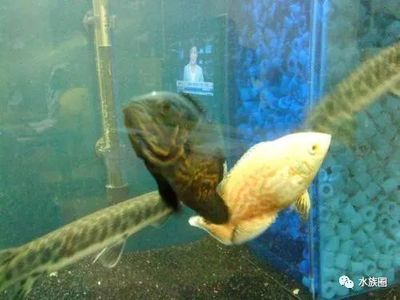 龍魚進缸前后的諸多問題及處理方法：混養龍魚的注意事項