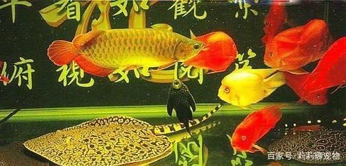 龍魚和魟魚混養(yǎng)的寓意（龍魚和魟魚混養(yǎng)在風(fēng)水學(xué)中有著什么寓意？）