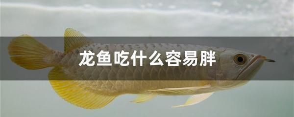 龍魚怎么預防腸炎的發生：預防龍魚腸炎的方法