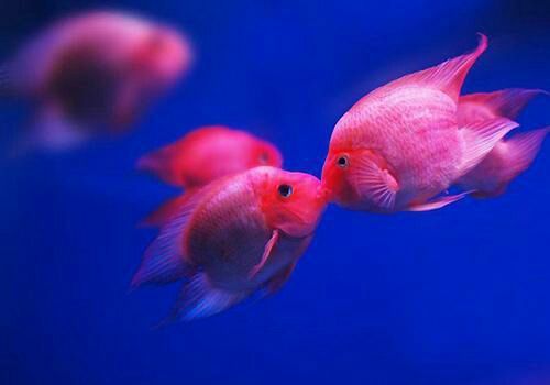 紅龍魚喂養方法和技巧圖解（紅龍魚喂養方法和技巧）