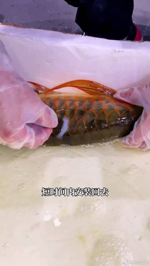 龍魚掉鱗后如何快速恢復？