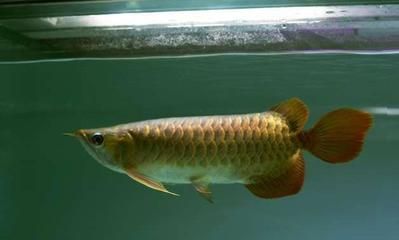 龍魚一會趴缸一會游快：龍魚為什么會趴缸