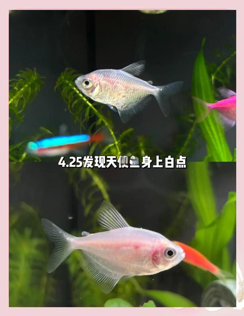 龍魚嘴上的白色肉球會自行消失嗎？