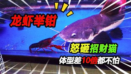 同樣體型的招財貓能吞了龍魚嗎（招財貓魚和龍魚可以混養(yǎng)嗎）