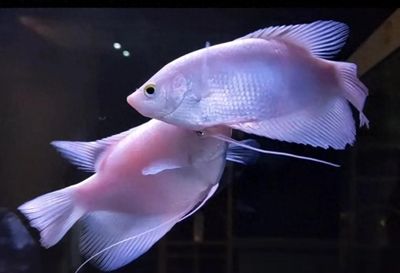 同樣體型的招財貓能吞了龍魚嗎（招財貓魚和龍魚可以混養(yǎng)嗎）