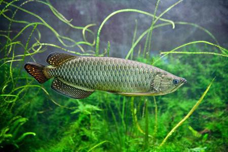 金龍魚新疆棉花籽榨油廠