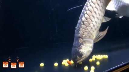 龍魚放鹽泡多長時(shí)間（龍魚放鹽泡的時(shí)間）