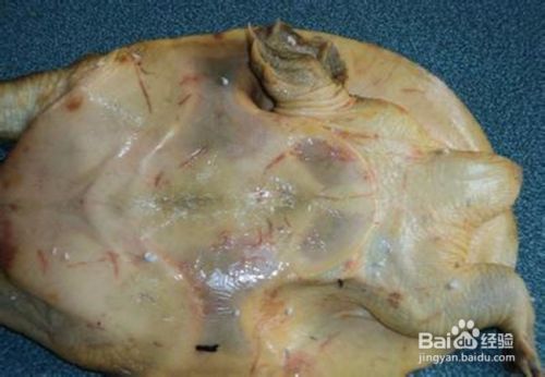 龍魚(yú)鑒別最簡(jiǎn)單三個(gè)方法是什么，如何鑒別龍魚(yú)品相