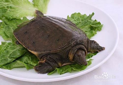 龍魚(yú)鑒別最簡(jiǎn)單三個(gè)方法是什么，如何鑒別龍魚(yú)品相