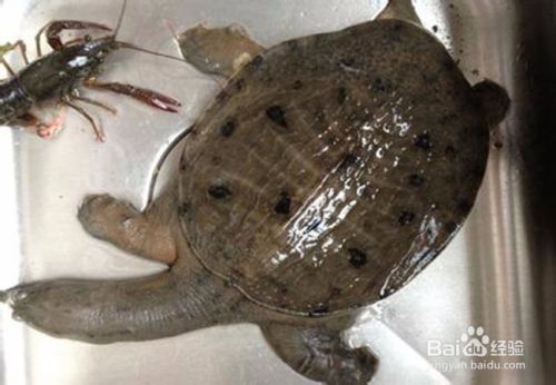 龍魚(yú)鑒別最簡(jiǎn)單三個(gè)方法是什么，如何鑒別龍魚(yú)品相