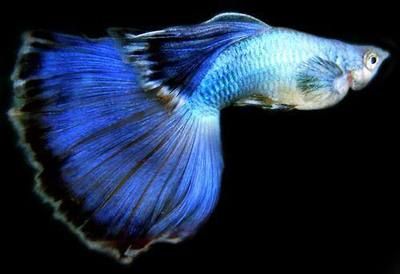 藍(lán)色的金龍魚叫什么名字：藍(lán)色的金龍魚在水族愛好者中通常被稱為藍(lán)龍或者藍(lán)金龍