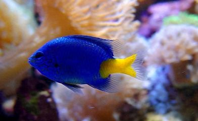 藍(lán)色的金龍魚叫什么名字：藍(lán)色的金龍魚在水族愛好者中通常被稱為藍(lán)龍或者藍(lán)金龍