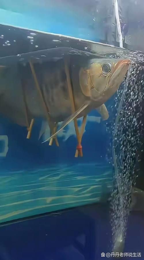 金龍魚腹部鼓凸的圖片