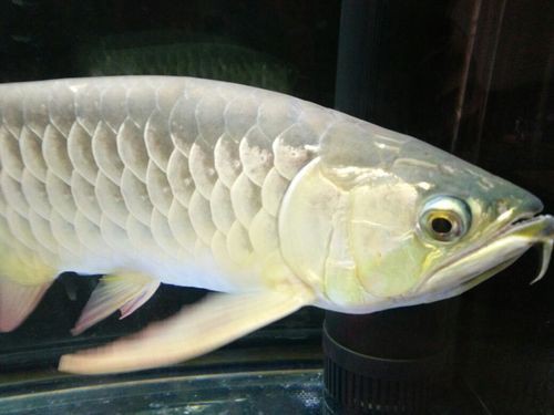 金龍魚腹部鼓凸的圖片