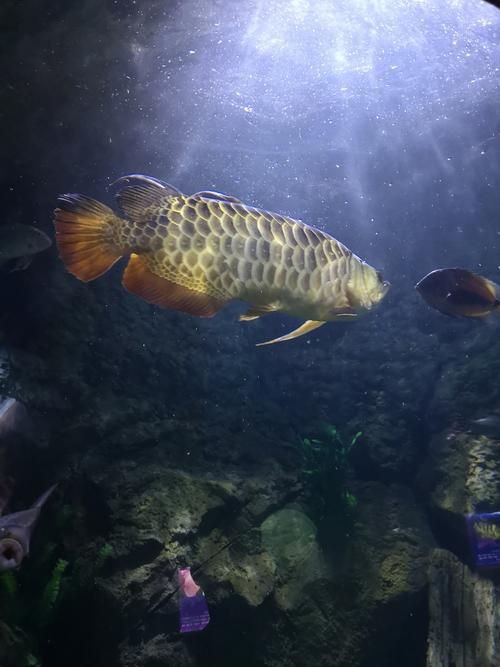 金龍魚腹部鼓凸的圖片