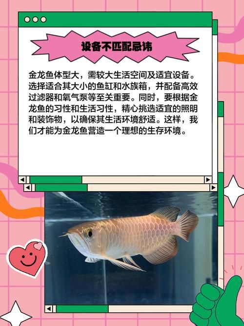 金龍魚腹部鼓凸的圖片