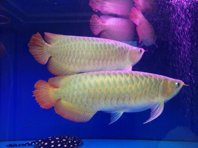金龍魚腹部鼓凸的圖片