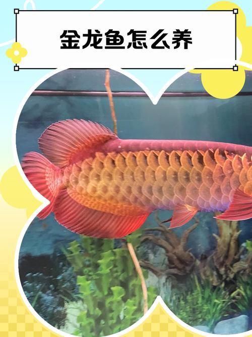 金龍魚腹部鼓凸的圖片
