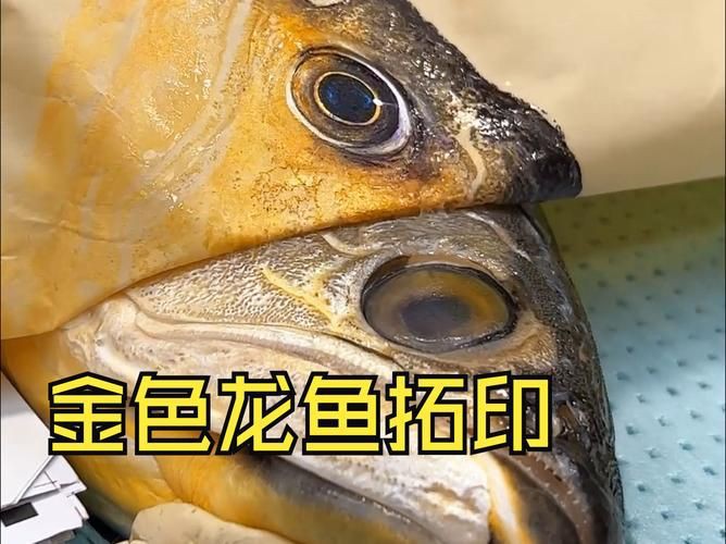 金龍魚腹部鼓凸的圖片