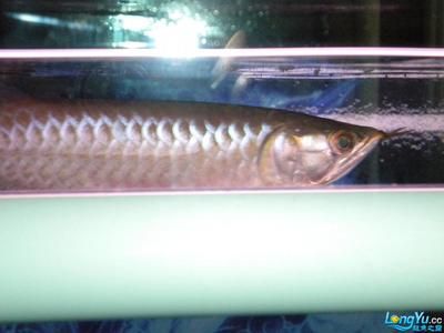 北京紅龍魚批發市場電話地址是多少，北京紅龍魚批發市場的聯系電話和地址信息信息尚未公開