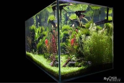 龍魚兩個月不吃食正常嗎怎么辦：龍魚拒食怎么辦 龍魚兩個月不吃食正常嗎怎么辦：龍魚拒食怎么辦 龍魚百科 第2張