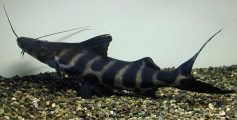 過背金龍魚多久喂一次小魚