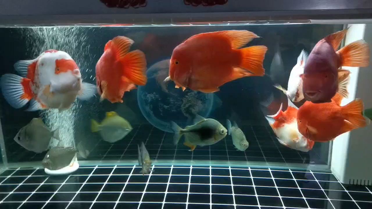 龍魚內(nèi)寄生蟲的癥狀及治療方法：龍魚內(nèi)寄生蟲治療方法