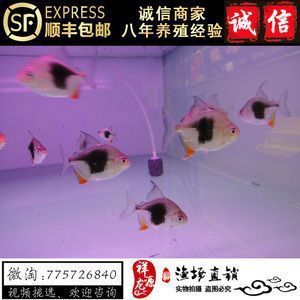 銀板魚混養(yǎng)水質(zhì)檢測頻率：銀板魚混養(yǎng)時(shí)水質(zhì)檢測頻率的建議