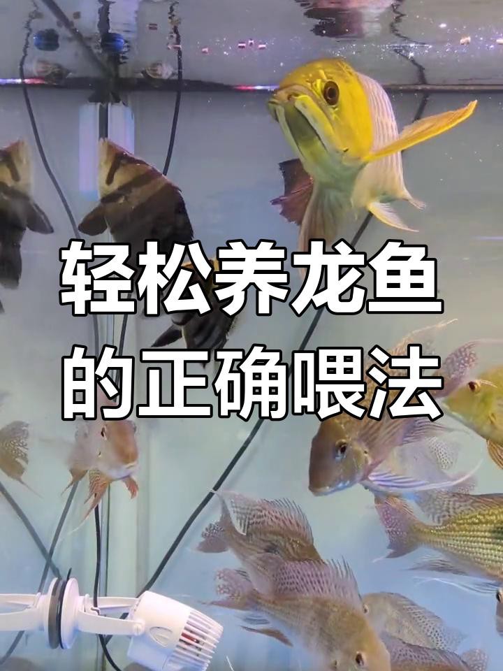 紅龍魚喂什么飼料最好